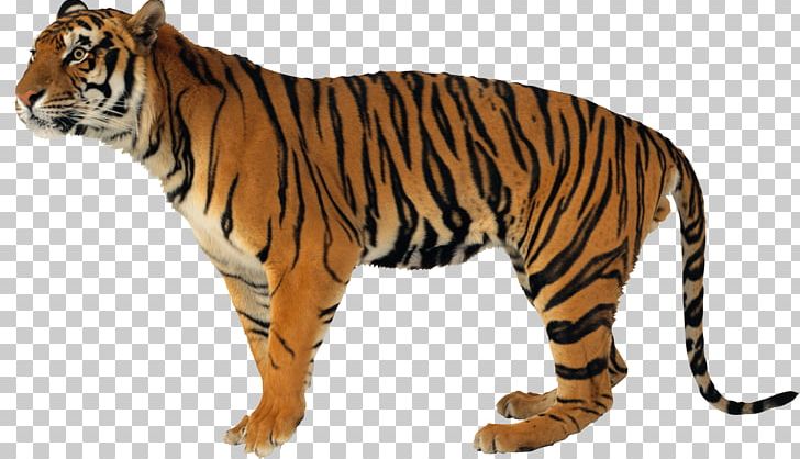 Never Scratch A Tiger With A Short Stick Watchdogs PNG, Clipart, Animals, Bengal Tiger, Big Cat, Big Cats, Carnivora Free PNG Download