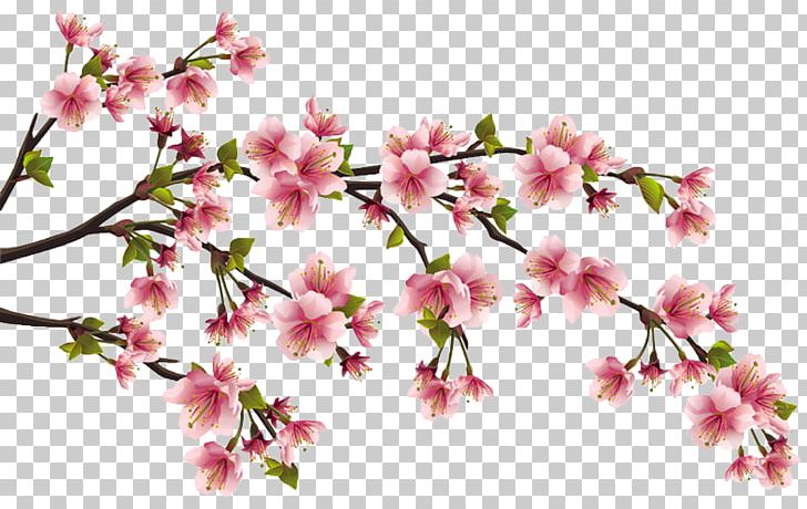 Peach Blossom Cherry PNG, Clipart, Blossom, Branch, Cherry, Cherry Blossom, Clip Art Free PNG Download