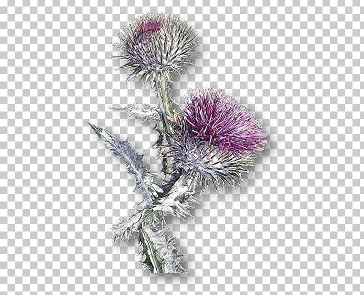 Milk Thistle Cardoon Greater Burdock PNG, Clipart, Artichoke Thistle, Burdock, Cardoon, Clare, Cynara Free PNG Download