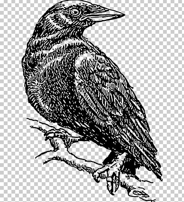 Crow Common Raven PNG, Clipart, Beak, Bird, Bird Of Prey, Black And White, Common Raven Free PNG Download
