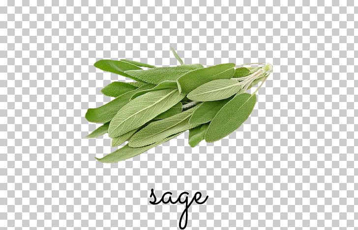 Herb Common Sage Food Italian Cuisine Parsley PNG, Clipart, Common Sage, Food, Grocery Store, Health Food, Healthy Diet Free PNG Download