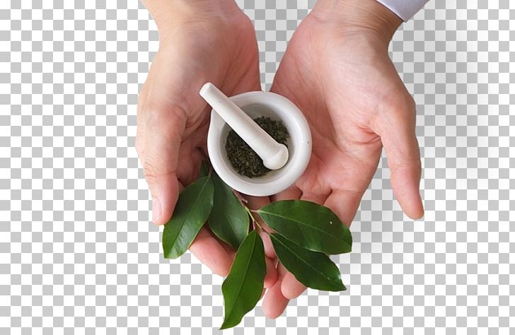 Naturopathy Phytotherapy Stock Photography PNG, Clipart, Alternative Health Services, Closeup, Finger, Hand, Herb Free PNG Download