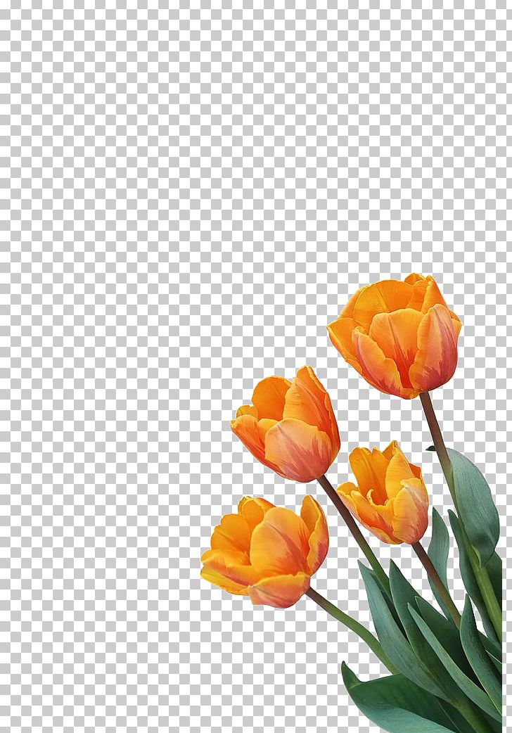 Tulip Orange Flower PNG, Clipart, Christmas Decoration, Decoration Vector, Decorative, Decorative Elements, Flower Free PNG Download