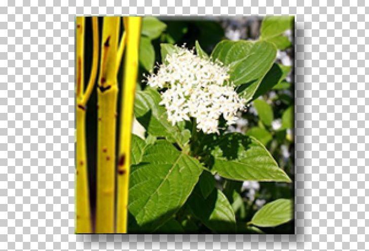 White Dogwood Red Osier Dogwood Shrub Leaf Viburnum Lentago PNG, Clipart, Broadleaved Tree, Cornus, Dogwood, Garden, Green Free PNG Download