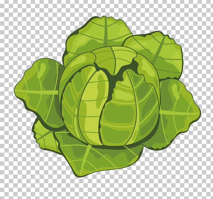 Cartoon Vegetable PNG, Clipart, Cabbage, Cabbage Cartoon, Cartoon Cabbage, Chinese Cabbage, Circle Free PNG Download