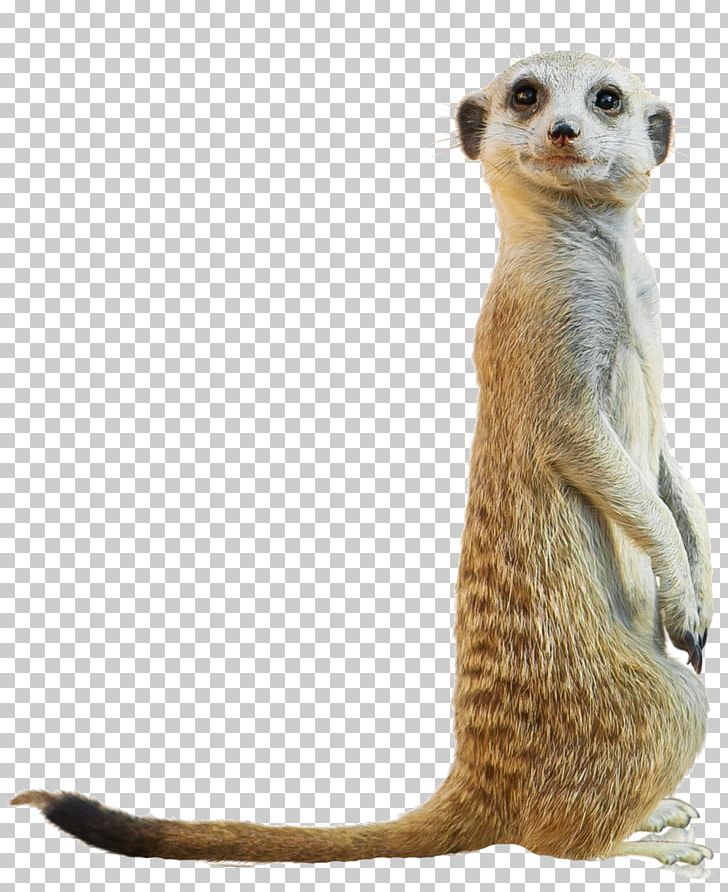 Compare The Meerkat San Diego Zoo Baboons Child PNG, Clipart, Animal, Baboons, Carnivoran, Child, Compare The Meerkat Free PNG Download