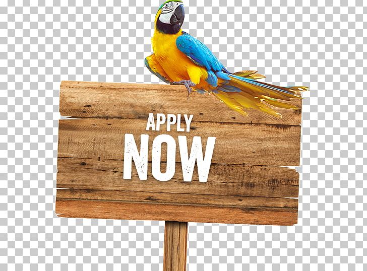 Macaw Stock Photography Wood PNG, Clipart, Beak, Bird, Depositphotos, Feather, Istock Free PNG Download