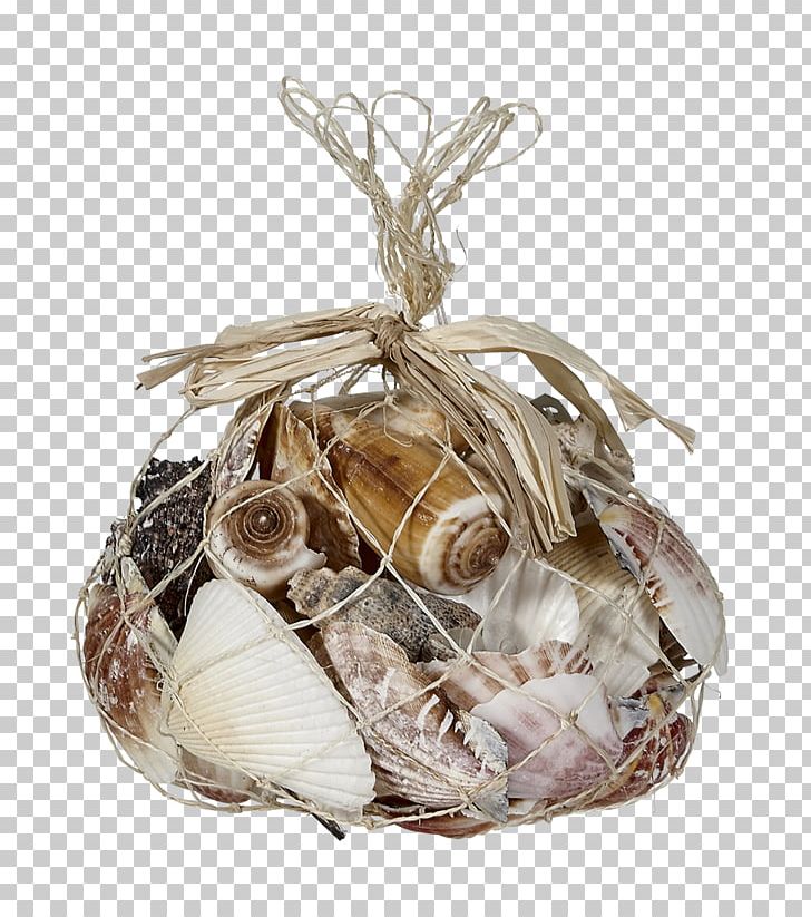 Seashell Conch Sea Snail Lambis Beach PNG, Clipart, Abalone, Animals, Beach, Christmas Ornament, Coast Free PNG Download