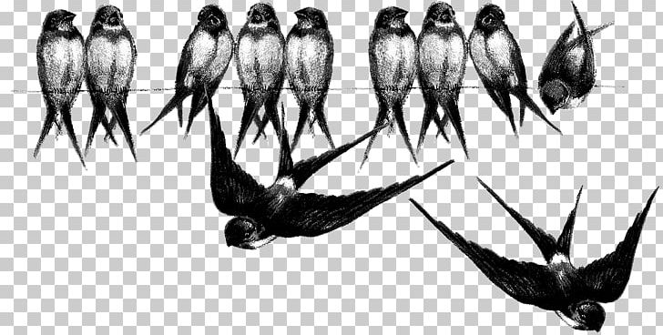 Barn Swallow Bird Drawing Blue Swallow PNG, Clipart, Barn Swallow, Beak, Bird, Black And White, Blue Swallow Free PNG Download