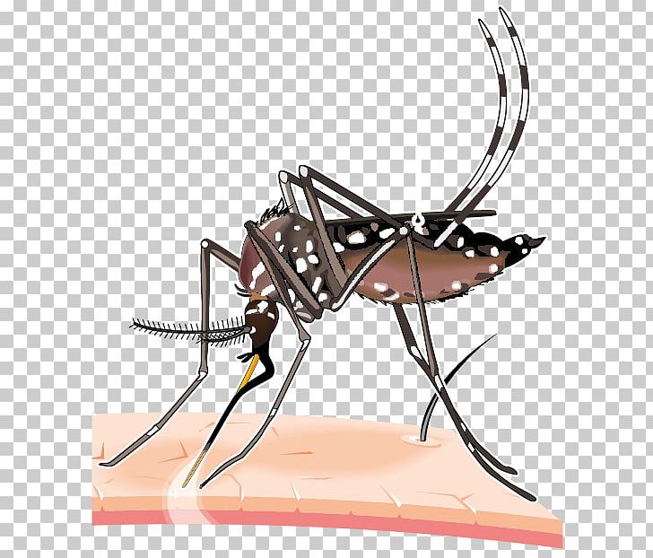 2015–16 Zika Virus Epidemic Yellow Fever Mosquito Dengue PNG, Clipart, 2015 16 Zika Virus Epidemic, Aedes, Arthropod, Blood, Chikungunya Virus Infection Free PNG Download