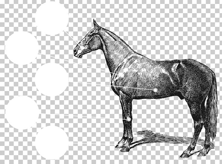 Arabian Horse Equestrian Vintage Clothing PNG, Clipart, Black And White, Bridle, Confluence Health Mares Building, Digital Stamp, Drawing Free PNG Download