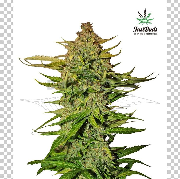 Cannabis Ruderalis Autoflowering Cannabis Cannabis Cultivation Northern Lights Seed Bank PNG, Clipart, Autoflowering Cannabis, Blue Dream, Bud, Cannabis, Cannabis Cultivation Free PNG Download