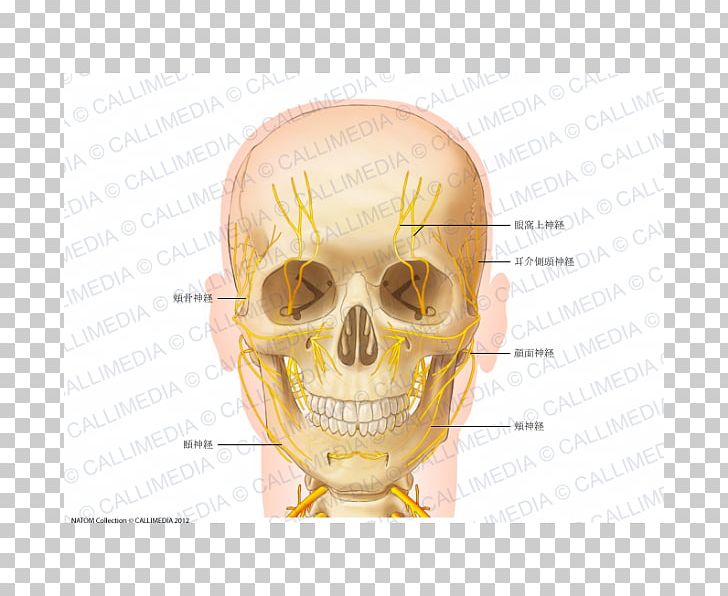 Head And Neck Anatomy Human Body Nerve Anterior Triangle Of The Neck PNG, Clipart, Anatomy, Anterior Triangle Of The Neck, Bone, Digastric Muscle, Head Free PNG Download