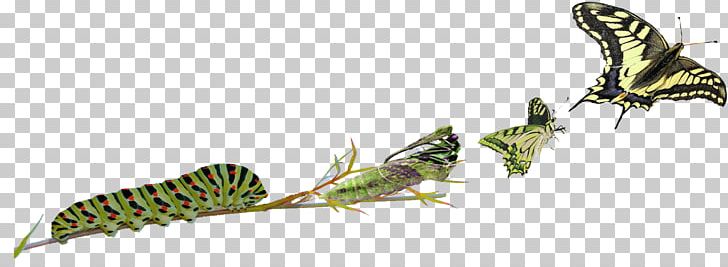 Insect Butterfly Wing Fauna Feather PNG, Clipart, Animal, Animal Figure, Animals, Beak, Bird Free PNG Download