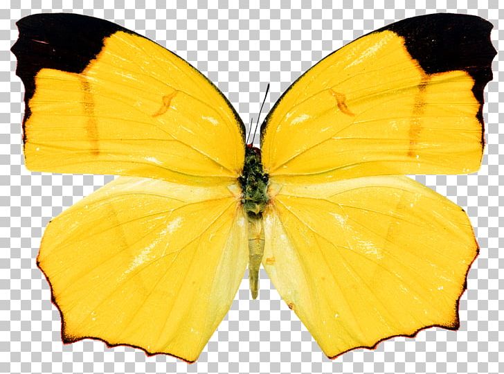 Monarch Butterfly Insect Nymphalidae Yellow PNG, Clipart, Animal, Arthropod, Brush Footed Butterfly, Butterflies And Moths, Butterfly Free PNG Download