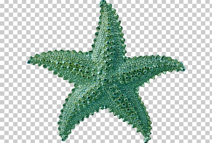 Starfish Lossless Compression PNG, Clipart, Animals, Benthos, Data, Data Compression, Download Free PNG Download