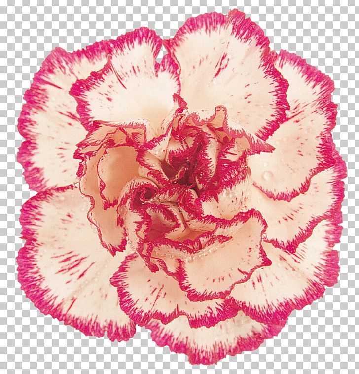 Carnation Pink Cut Flowers PNG, Clipart, Baner, Carnation, Carnation Pink, Clip Art, Color Free PNG Download