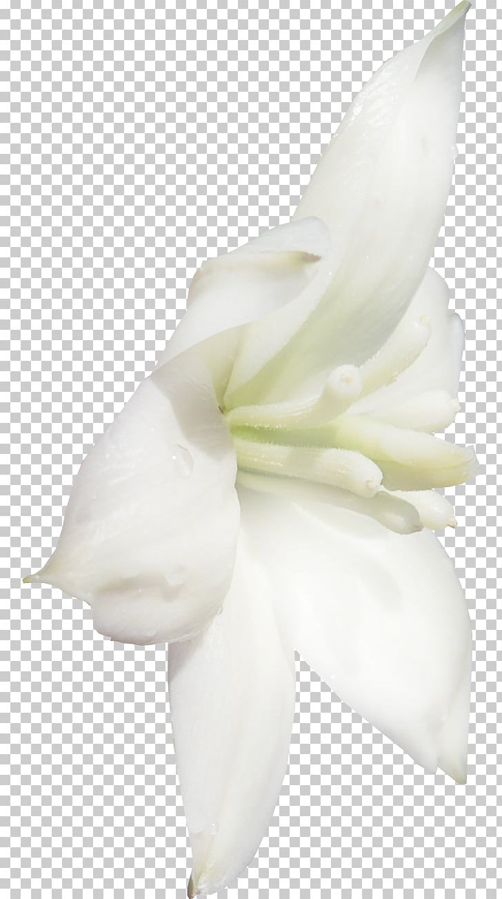 Flower PNG, Clipart, Computer Icons, Cut Flowers, Desktop Wallpaper, Download, Encapsulated Postscript Free PNG Download