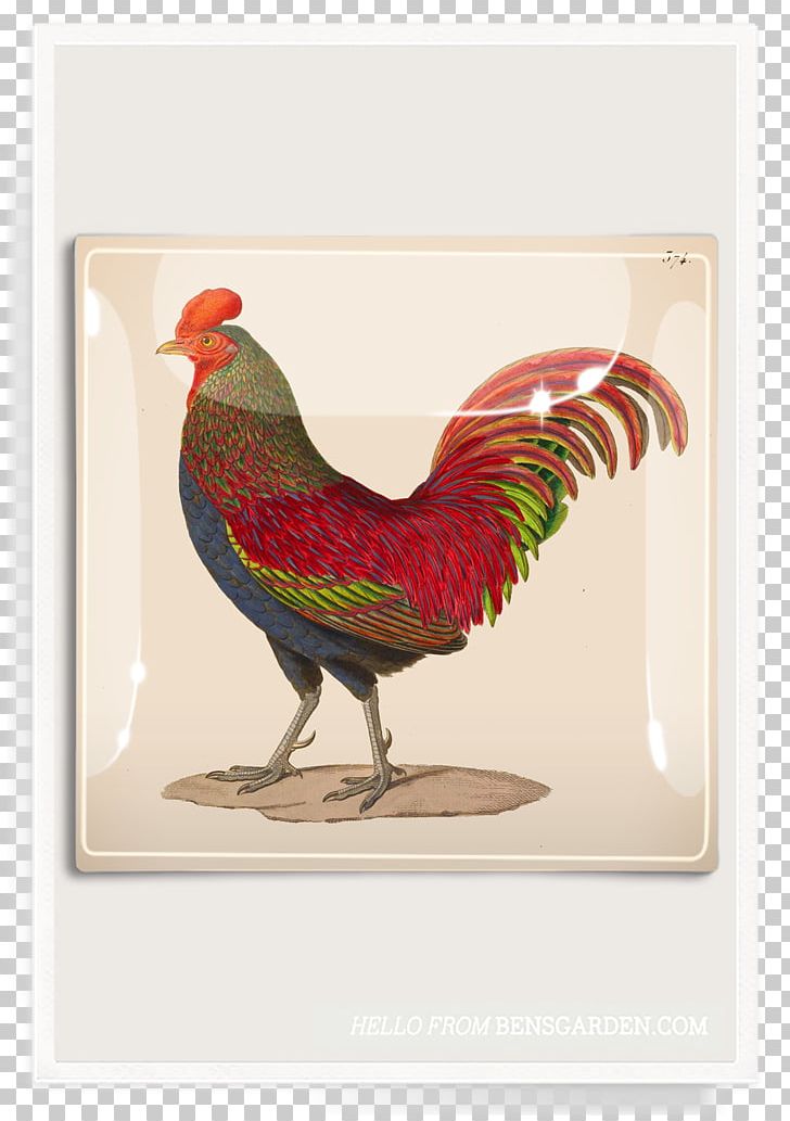 Rooster Work Of Art Printing Art.com PNG, Clipart, Allposterscom, Animals, Art, Artcom, Art Museum Free PNG Download