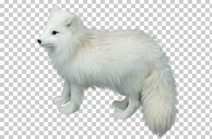 Arctic Fox Gray Wolf PNG, Clipart, Animals, Arctic Fox, Canis Lupus Tundrarum, Carnivoran, Clip Art Free PNG Download