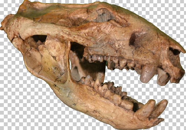Hell Creek Formation Rocky Mountain Dinosaur Resource Center Late Cretaceous Tyrannosaurus Marsupial PNG, Clipart, Animal, Bite Force Quotient, Bone, Dinosaur, Fantasy Free PNG Download