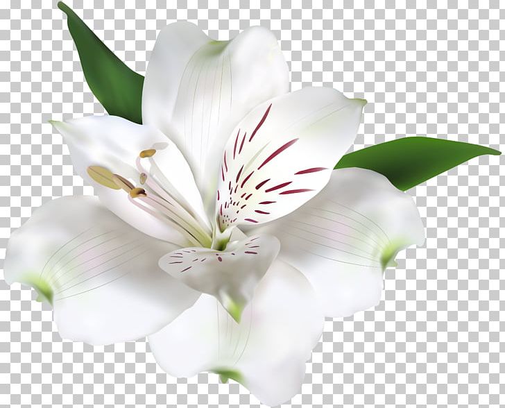 incas clipart flower