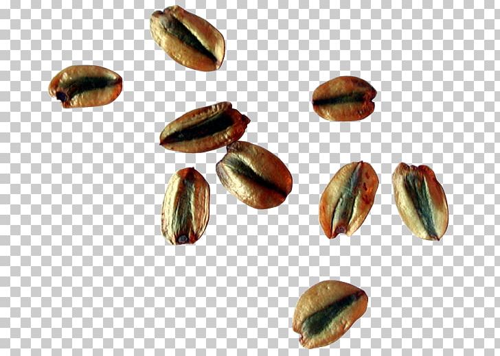 Nut Food Tree Pistachio Ingredient PNG, Clipart, Commodity, Depend, Food, Giant Sequoia, How Many Free PNG Download