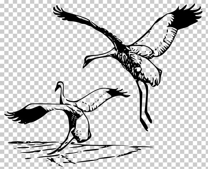 Whooping Crane PNG, Clipart, Artwork, Beak, Bird, Bird Of Prey, Black And White Free PNG Download