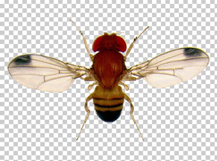 Common Fruit Fly Fruit Flies Gnat PNG, Clipart, Arthropod, Biologie, Black Fly, Ceratitis Capitata, Drosophila Free PNG Download