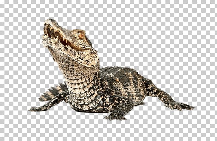 Dwarf Caiman PNG, Clipart, Animals, Caimans Free PNG Download