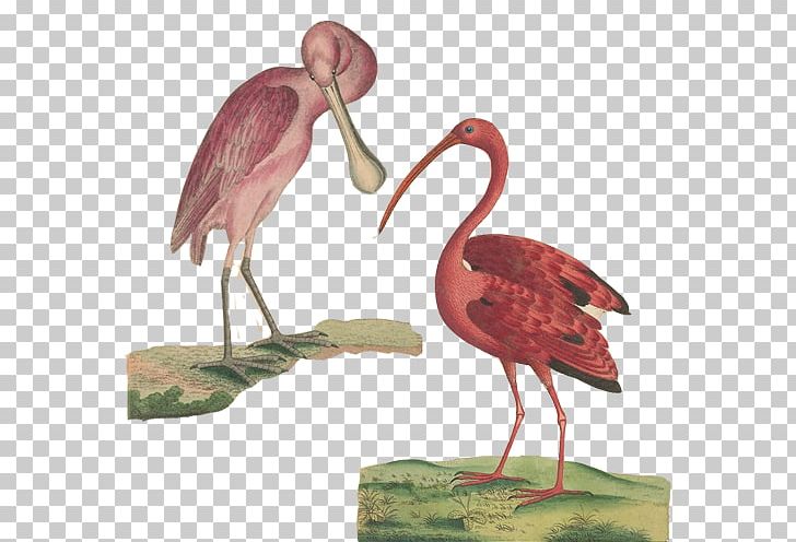 Flamingos Scarlet Ibis Bird Poster PNG, Clipart, Animals, Art, Beak, Birds, Color Free PNG Download