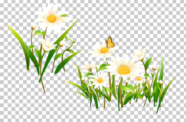 Romashki Presentation PNG, Clipart, Branch, Camomile, Champs, Computer Wallpaper, Daisy Free PNG Download