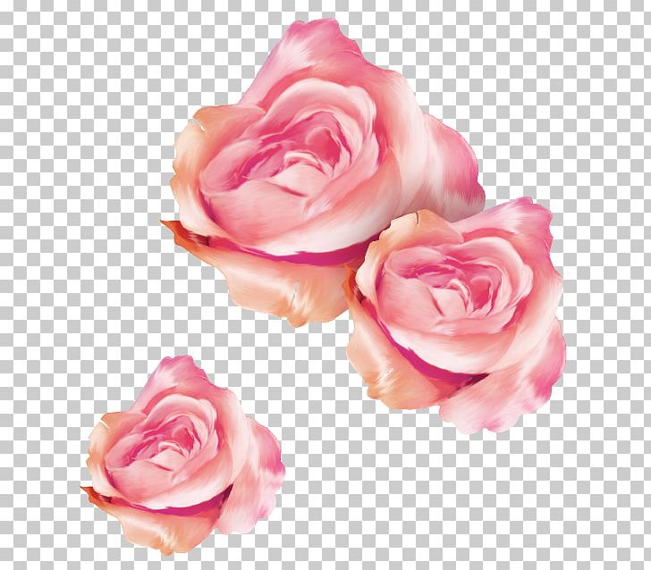 Garden Roses Cabbage Rose Floribunda Cut Flowers Petal PNG, Clipart, Closeup, Cut Flowers, Family, Family Film, Floribunda Free PNG Download