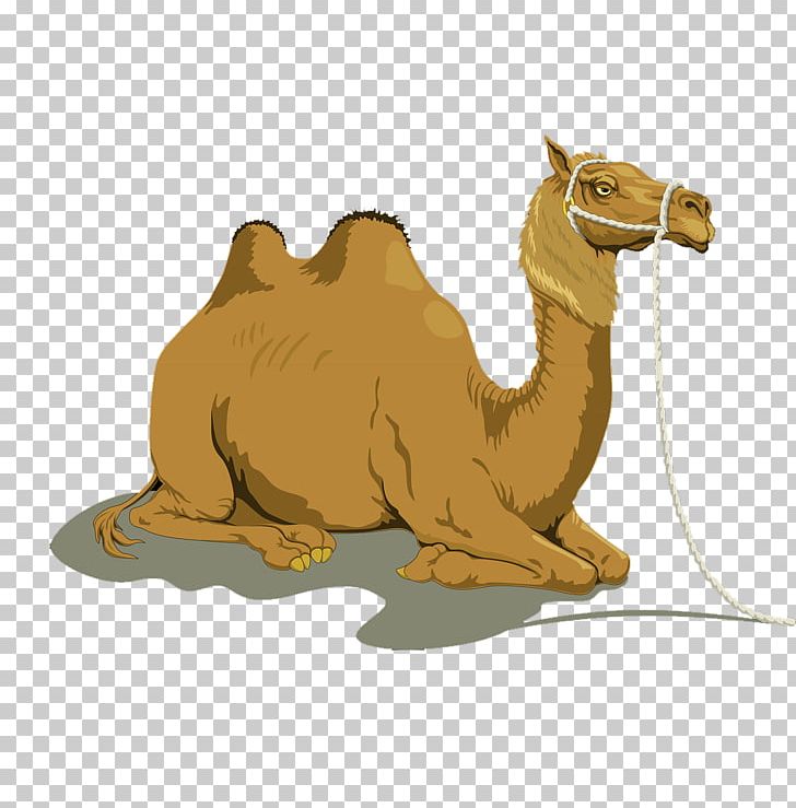 Bactrian Camel Dromedary Free Content PNG, Clipart, Animal, Animals, Animation, Anime Character, Anime Eyes Free PNG Download