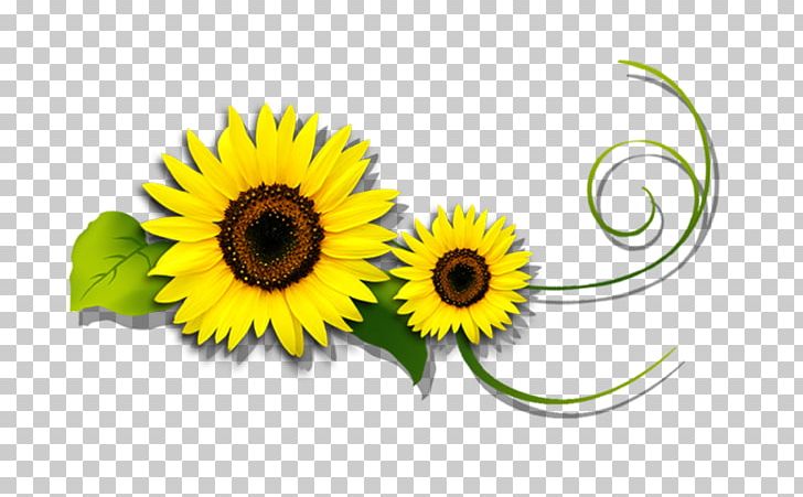 Common Sunflower Yellow Green PNG, Clipart, Advertising, Chrysanthemum, Daisy Family, Flower, Flowering Plant Free PNG Download
