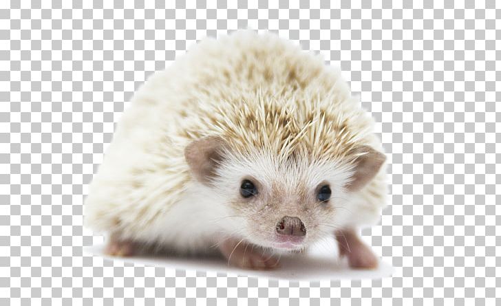 Domesticated Hedgehog Four-toed Hedgehog European Hedgehog Porcupine Rodent PNG, Clipart, Atelerix, Domesticated Hedgehog, Erinaceidae, European Hedgehog, Fauna Free PNG Download