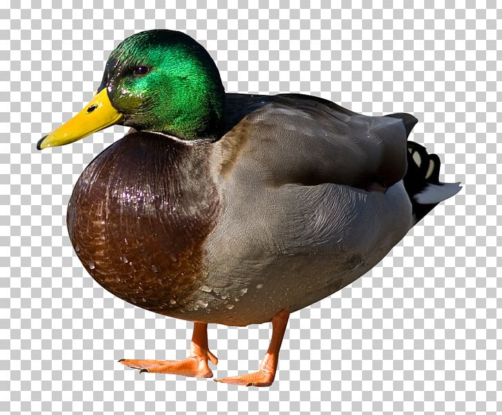 Duck Mallard Sticker PNG, Clipart, American Pekin, Animal, Beak, Bird, Birds Free PNG Download