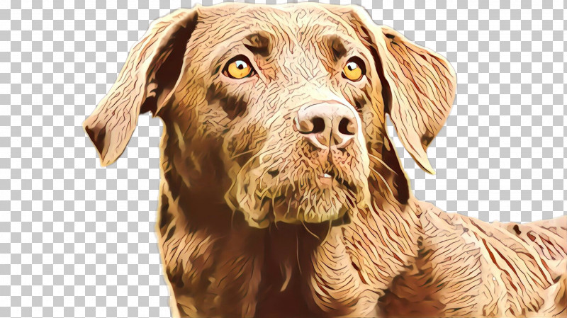 Dog Sporting Group Retriever Snout Chesapeake Bay Retriever PNG, Clipart, Chesapeake Bay Retriever, Dog, Labrador Retriever, Retriever, Snout Free PNG Download