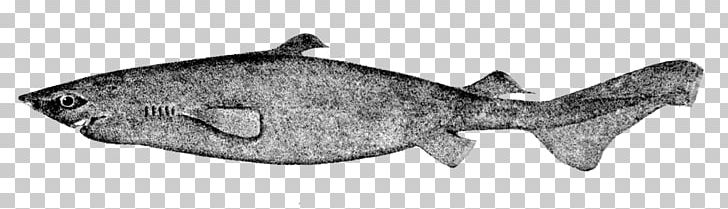 Squaliform Sharks Portuguese Dogfish Dusky Smooth-hound Black Dogfish Spiny Dogfish PNG, Clipart, Animal Figure, Artwork, Black And White, Drawing, Dusky Smoothhound Free PNG Download