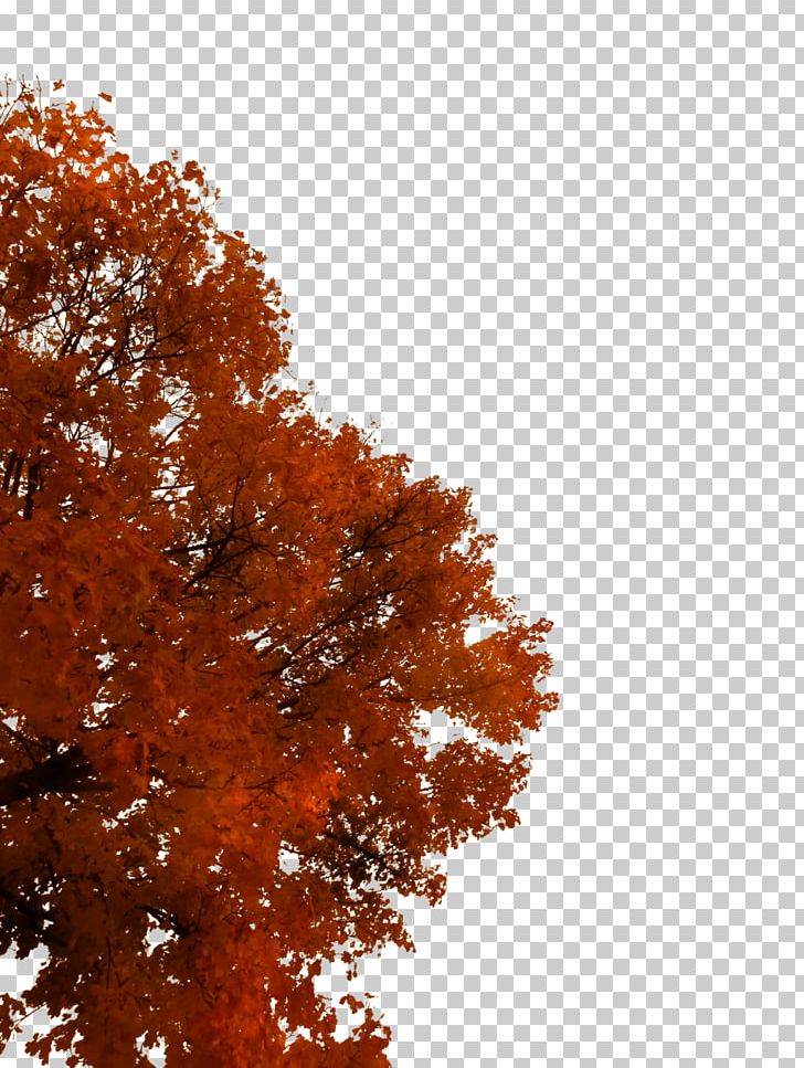 Tree Autumn Branch PNG, Clipart, 2d Computer Graphics, Autumn, Branch, Deviantart, Download Free PNG Download