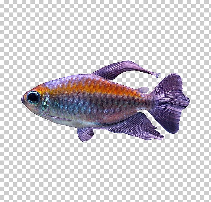 Coral Reef Fish Marine Biology Pet Fin PNG, Clipart, Ananke, Animals, Chinese, Coral Reef, Coral Reef Fish Free PNG Download