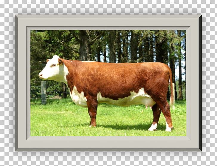 Dairy Cattle Calf Pasture Grazing PNG, Clipart, Calf, Cattle, Cattle Like Mammal, Cow Goat Family, Dairy Free PNG Download