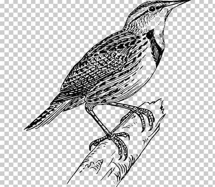 Flappet Lark Bird PNG, Clipart, Art, Artwork, Beak, Bird, Black And White Free PNG Download