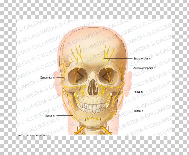 Nerve Head And Neck Anatomy Anterior Triangle Of The Neck PNG, Clipart, Anatomy, Anterior Triangle Of The Neck, Bone, Coronal Plane, Ear Free PNG Download