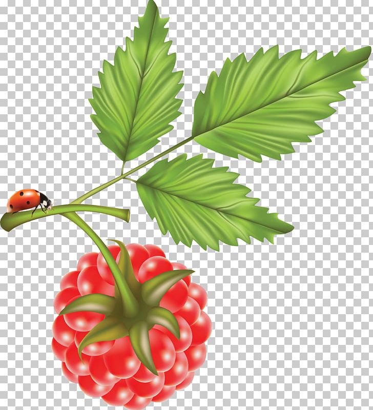 Red Raspberry Brambles Food PNG, Clipart, Berry, Blackberry, Boysenberry, Cake, Food Free PNG Download
