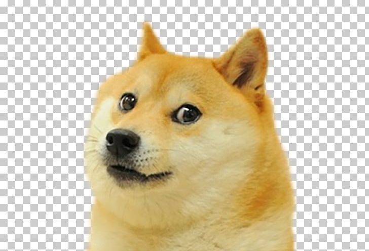 Shiba Inu Doge Run Spokes: Amaze! Meme PNG, Clipart, Akita, Akita Inu, Ancient Dog Breeds, Canaan Dog, Carnivoran Free PNG Download