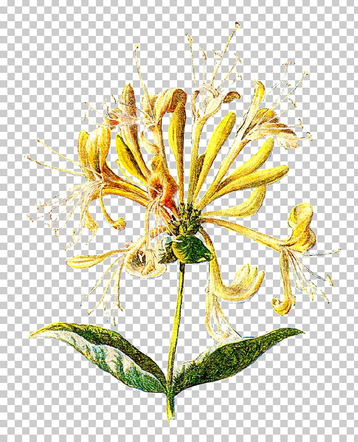 Wildflower Lonicera Hispidula PNG, Clipart, Clip Art, Cut Flowers, Flora, Floral Design, Floristry Free PNG Download