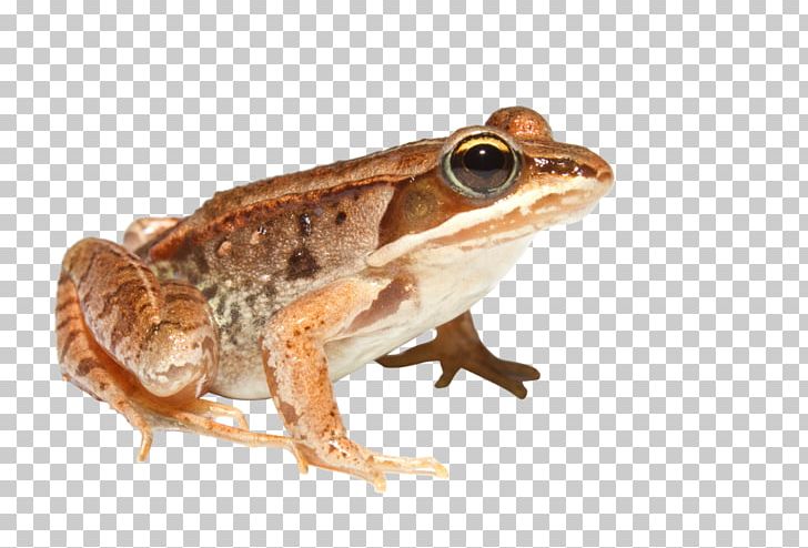 Wood Frog Boreal Forest Of Canada Rana North America Amphibian PNG, Clipart, Animals, Boreal , Cryobiology, Cryoprotectant, Fauna Free PNG Download