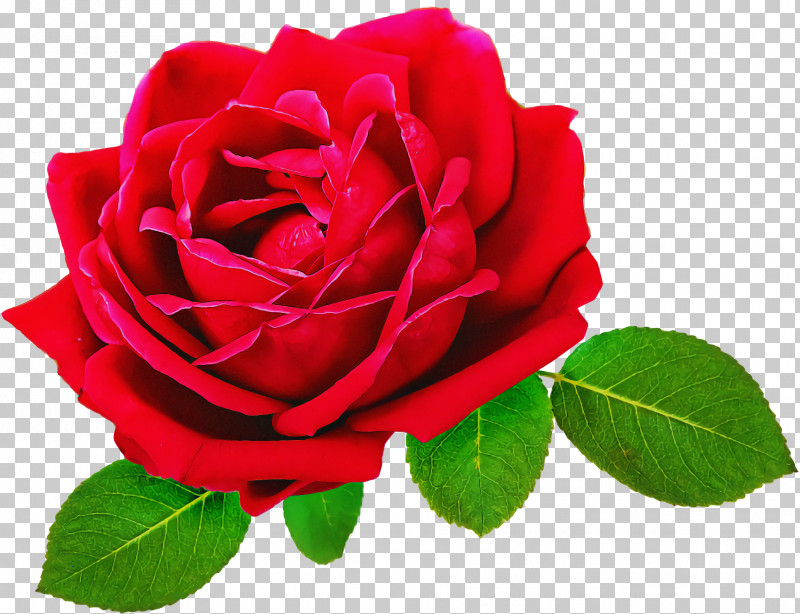 Garden Roses PNG, Clipart, Cabbage Rose, China Rose, Cut Flowers, Floral Design, Floribunda Free PNG Download