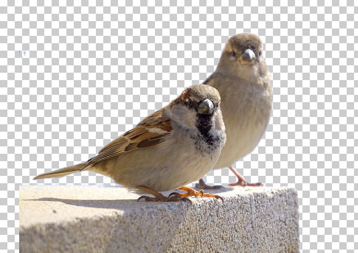 House Sparrow Bird Owl Finch PNG, Clipart, Animal, Animals, Beak, Bird Of Prey, Bird Pictures Free PNG Download